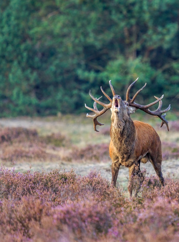 Natuurpark De Hoge Veluwe